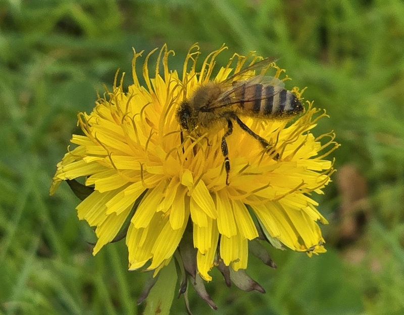 abeille sur pissenlit1